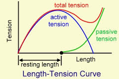 strenght tension curve